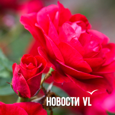 Сегодня во Владивостоке до +28 °C