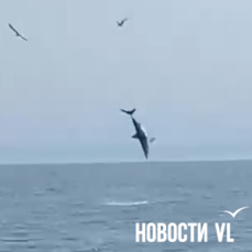 Серо-голубая на охоте: благодаря жаркому июню акулы-мако необычно рано появились у берегов Владивостока (ВИДЕО)