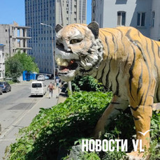 Во Владивостоке вандал испортил статую тигра (ВИДЕО)