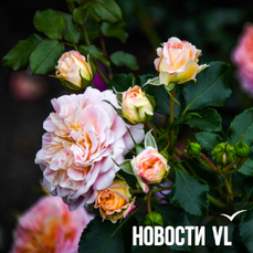 Сегодня во Владивостоке до +32 °C