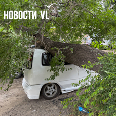 На Второй Речке дерево снова упало на машину, в этот раз уничтожив кузов Nisan Cube (ФОТО)