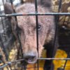 Бурый медвежонок, пострадавший в ДТП — newsvl.ru