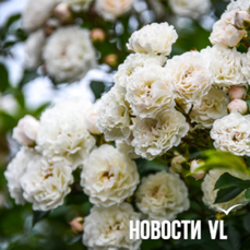 Сегодня во Владивостоке до +24 °С