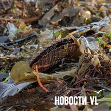 &laquo;Излишества опасны&raquo;: морепродукты из Амурского залива могут содержать диарейные токсины