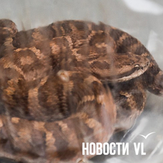 Ядовитая змея укусила спортсменку из Санкт-Петербурга на соревнованиях на Русском острове