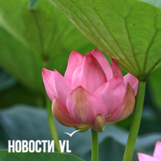 Сегодня во Владивостоке до +23 °С