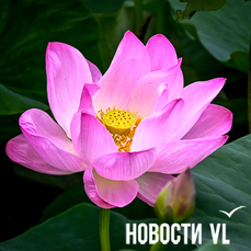 Посмотреть на цветение краснокнижных лотосов можно в нескольких локациях недалеко от Владивостока (ФОТО; КАРТА)