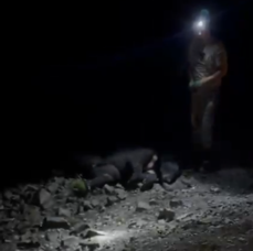 В Приморье водитель насмерть сбил гималайского медведя (ВИДЕО)