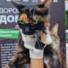  — newsvl.ru