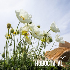 Сегодня во Владивостоке преимущественно без осадков и до +31°C