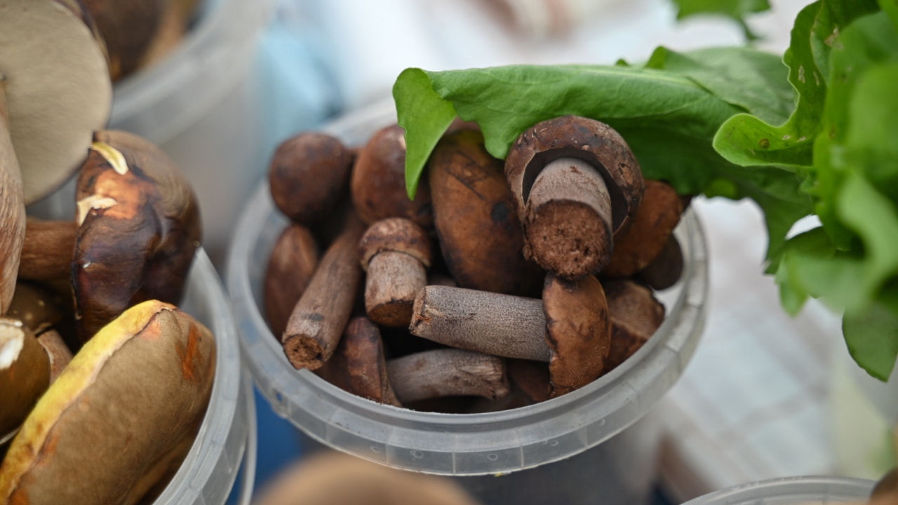 Первые белые грибы раскупили хабаровчане (ФОТО)