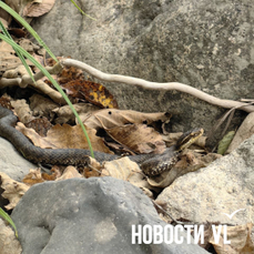 В Находке врачи спасли 15-летнюю девочку после укуса ядовитой змеи