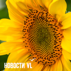Сегодня во Владивостоке до +27 °С