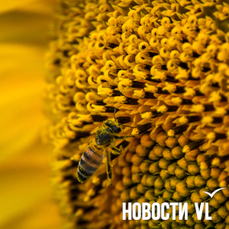 Сегодня во Владивостоке до +25 °С