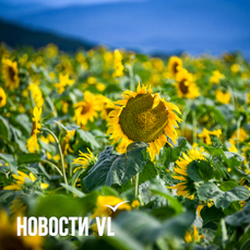Сегодня во Владивостоке до +30 °С