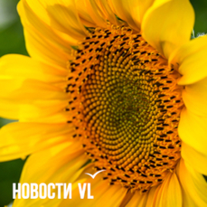 Сегодня во Владивостоке до +27 °С