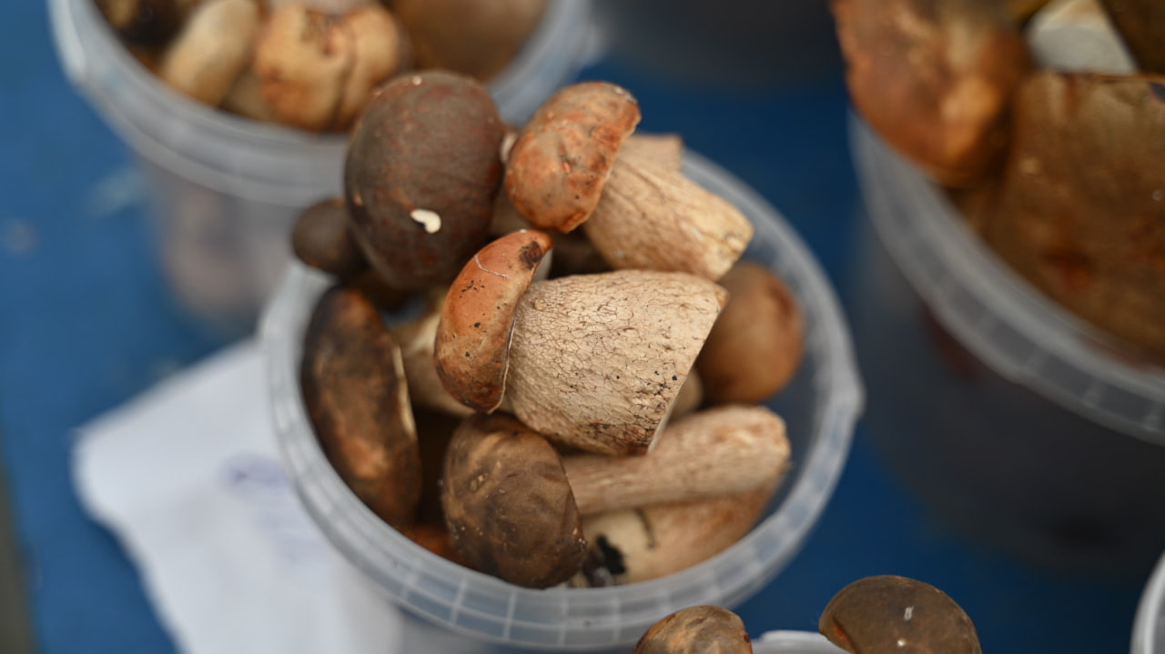 Встали в пробки: леса заполонили хабаровские грибники (ФОТО)