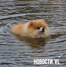 Приводить собак на пляж запретят не с 1 сентября &#151; это уже запрещено
