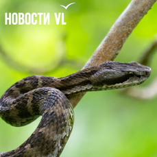 В Приморье змея &laquo;притворилась мёртвой&raquo; и укусила подростка за палец