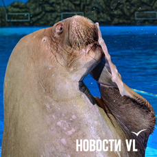Дельфинарий на Русском острове закроется на ремонт почти на два месяца