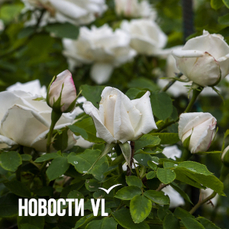 Сегодня во Владивостоке до +26 °С