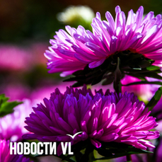 Утро 1 сентября во Владивостоке ожидается дождливым