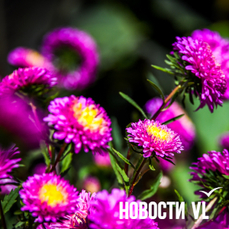Сегодня во Владивостоке до +27 °C