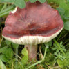 Сыроежка краснеющая. Фото: commons.wikimedia.org, James Lindsey — newsvl.ru