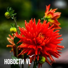 Сегодня во Владивостоке до +26 °C
