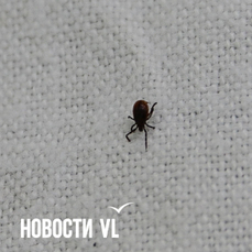 Сезон клещей в Приморье продолжается &#151; наступил второй пик их активности