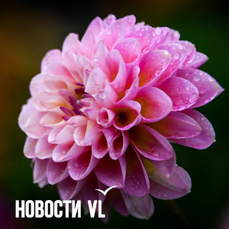 Сегодня во Владивостоке до +26 °С