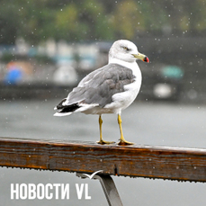 Во Владивостоке в воскресенье возможен дождь