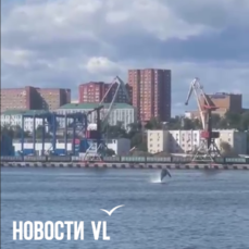 Резвящегося кита заметили в водах бухты Золотой Рог во Владивостоке