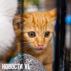 Сегодня во Владивостоке до +23°C, вечером возможен дождь