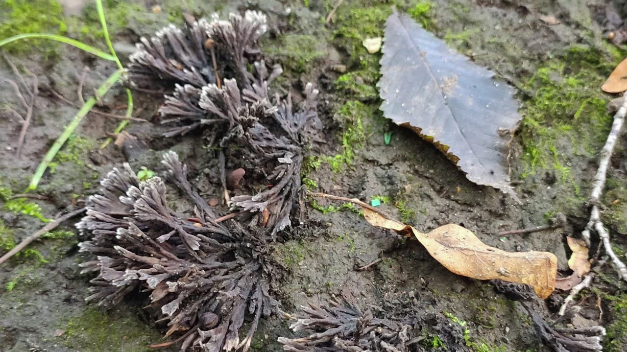 «Зловонные кораллы» обнаружили специалисты в Комсомольском заповеднике (ФОТО)