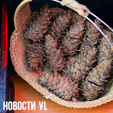 Собирать кедровый орех в Приморье можно до середины ноября