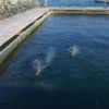 Ларги в вольере базы исследования морских млекопитающих. Фото: Приморский океанариум — newsvl.ru