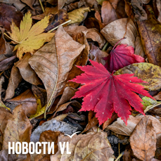 Сегодня во Владивостоке до +7 °C