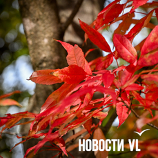 Сегодня во Владивостоке до +8 °C