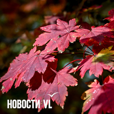 Сегодня во Владивостоке до +8 °C