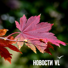 Сегодня во Владивостоке до +11 °С