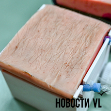 Молодые хирурги из Владивостока создали инновационные органы-тренажёры для практики студентов-медиков