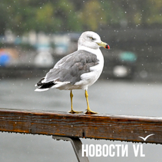 Сегодня во Владивостоке до +14 и дождь