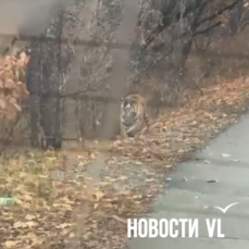 Шкотовский тигр наводит всё больше страха на местных жителей и распугивает туристов (ВИДЕО)