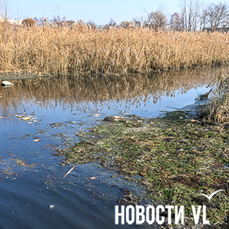 Мёртвая вода: речка с рыбой и утками в Трудовом помутнела и стала пахнуть канализацией (ФОТО)