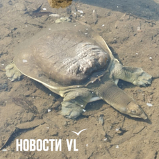 На озере лотосов в Артёме нашли краснокнижную дальневосточную черепаху (ФОТО)