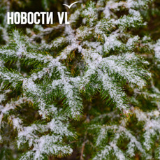 Следующий снег во Владивостоке синоптики обещают через неделю