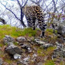 Впервые за полвека леопарды вернулись в Дальнегорский округ Приморья (ВИДЕО)