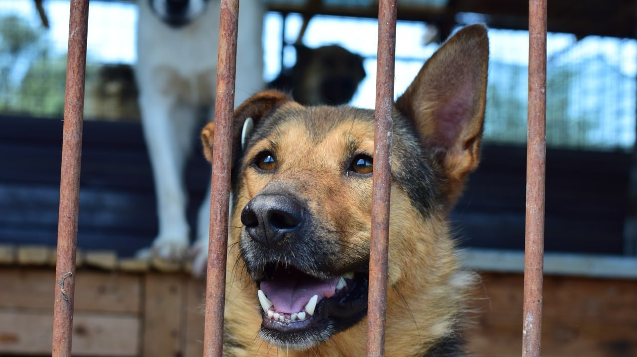Штурмом пытались взять приют для животных зоозащитники (ВИДЕО)