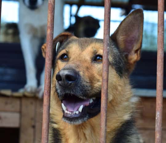 Штурмом пытались взять приют для животных зоозащитники (ВИДЕО)